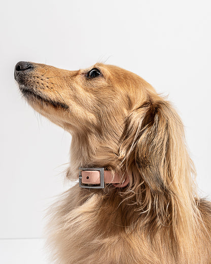 Waterproof Dog Collar