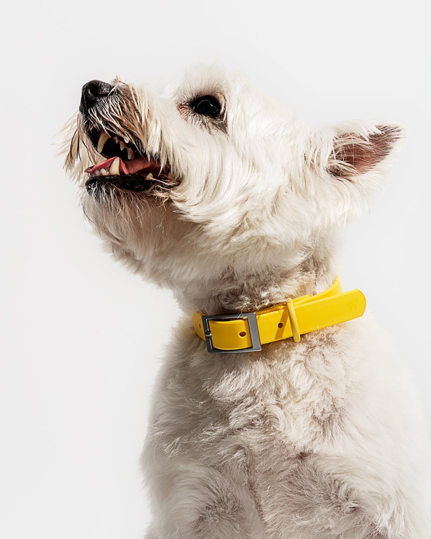 Waterproof Dog Collar