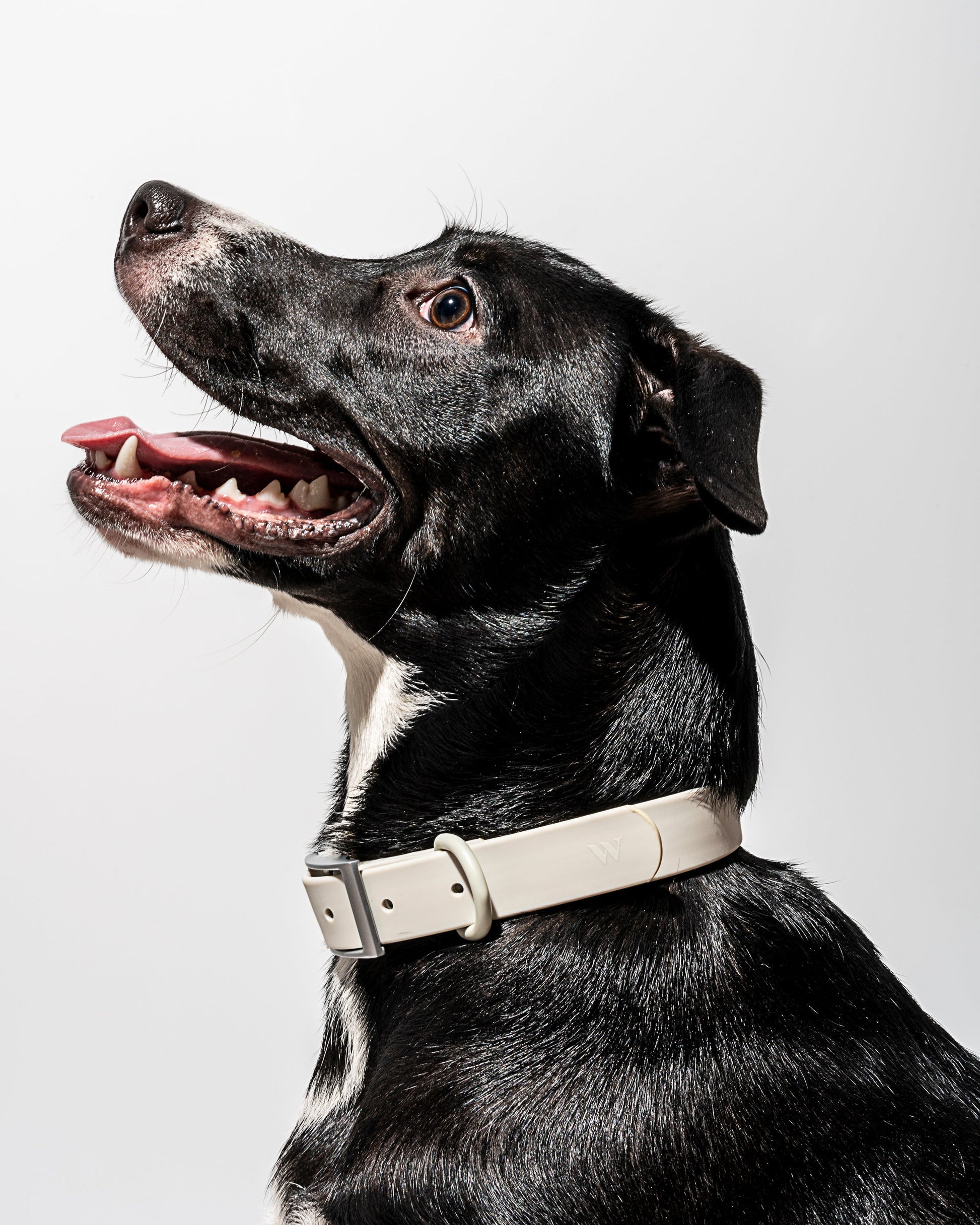Waterproof Dog Collar