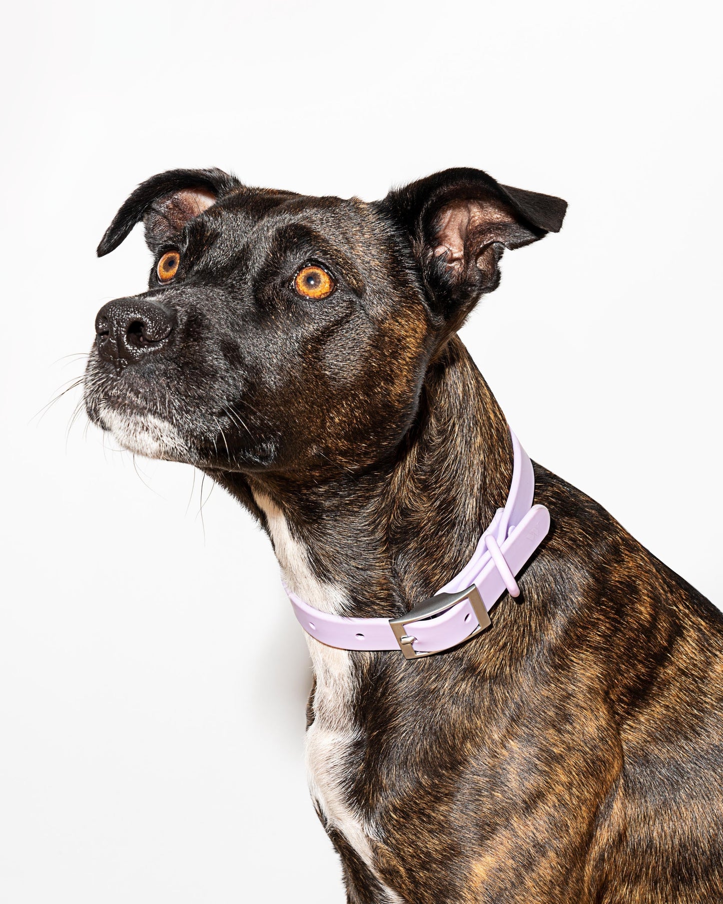 Waterproof Dog Collar
