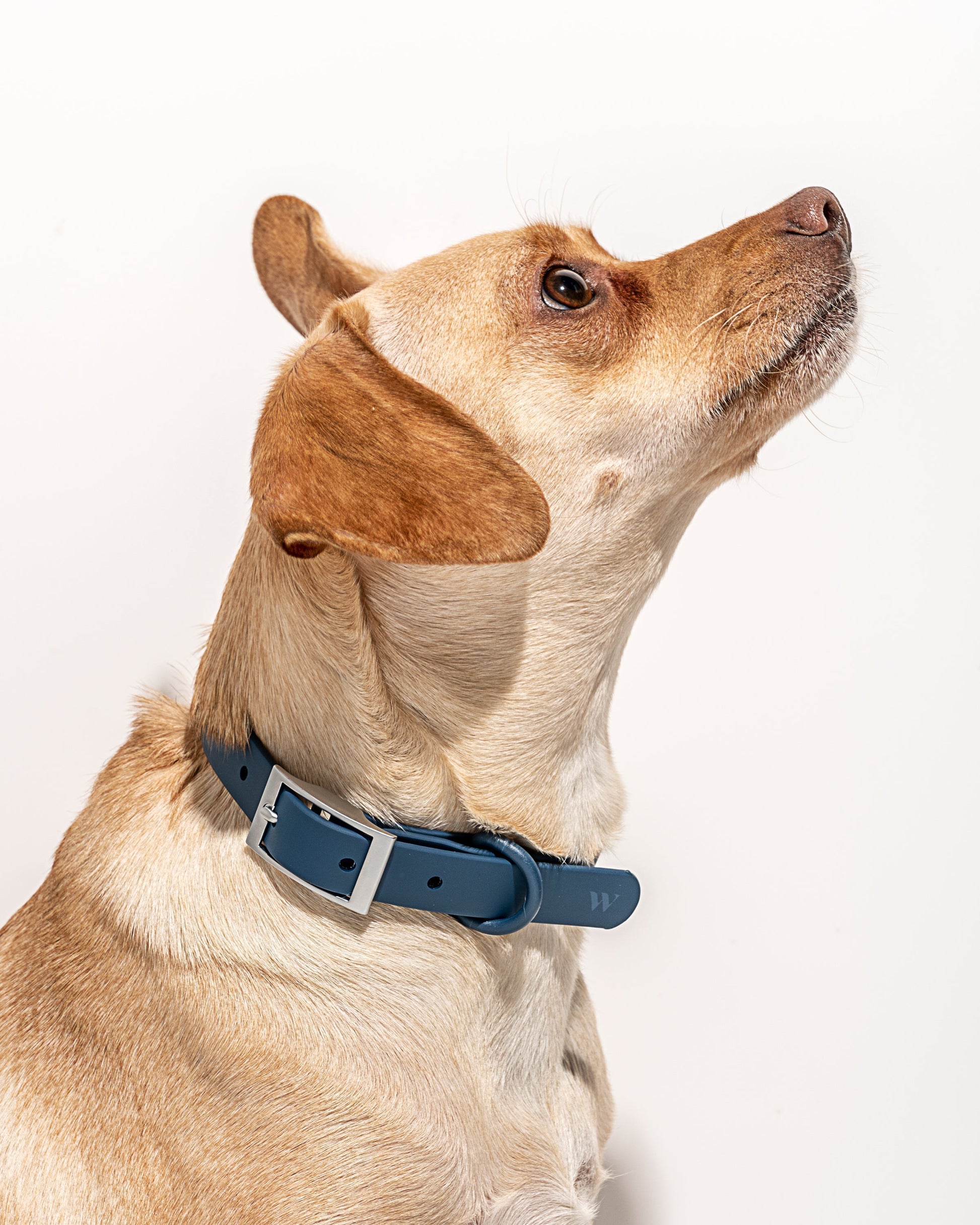 Waterproof Dog Collar