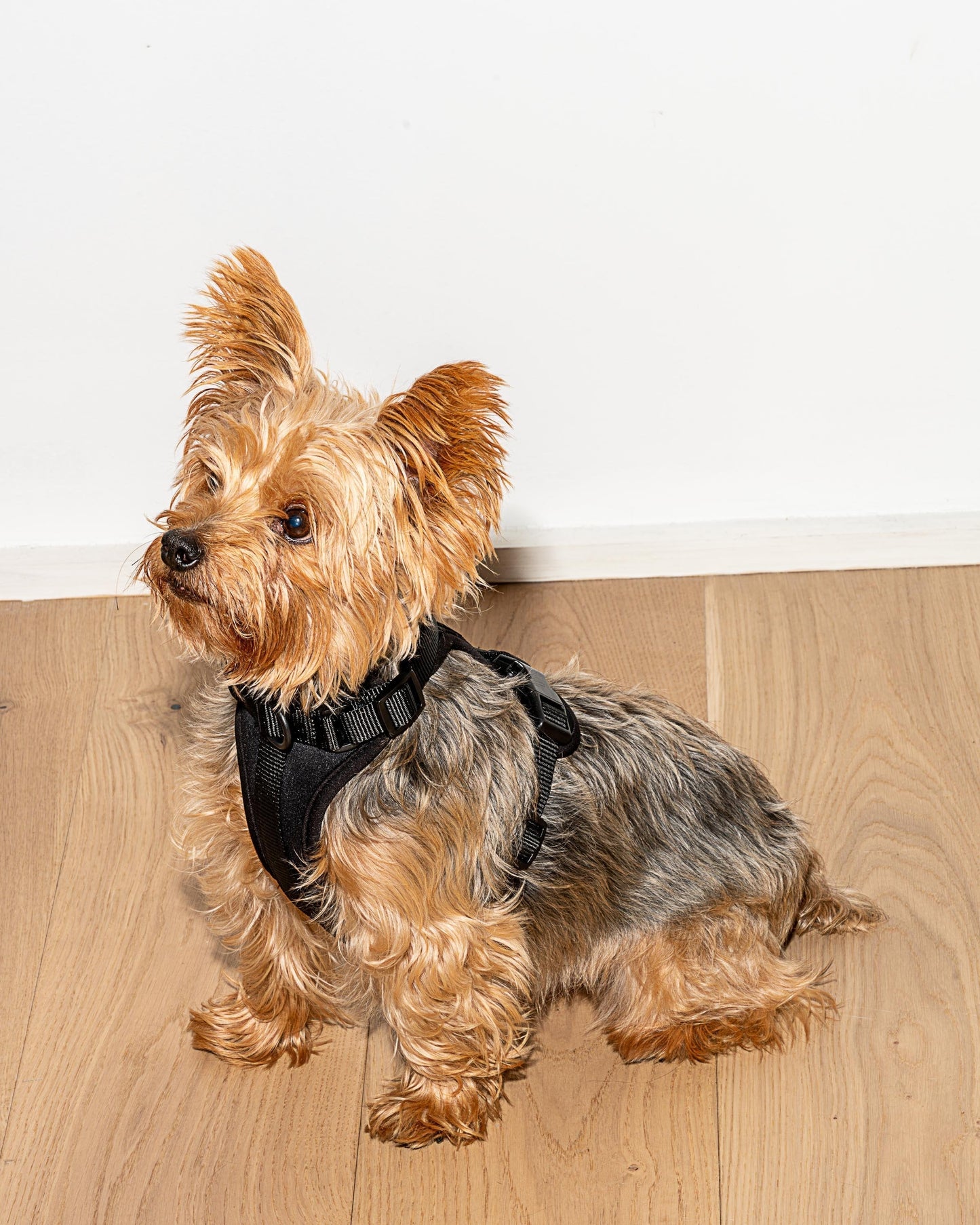 Cushioned Dog Harness