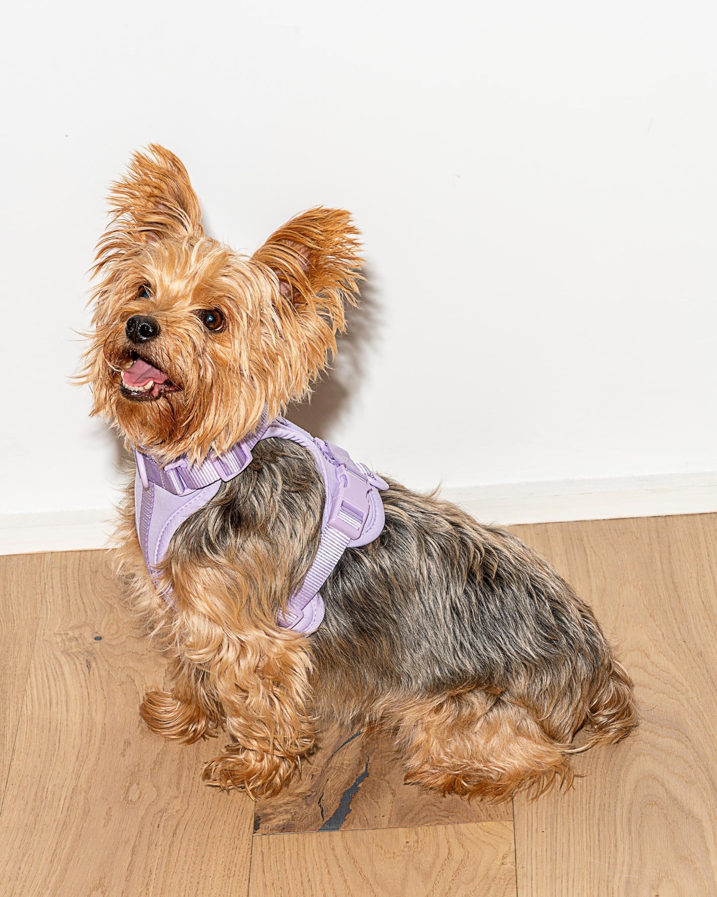 Cushioned Dog Harness
