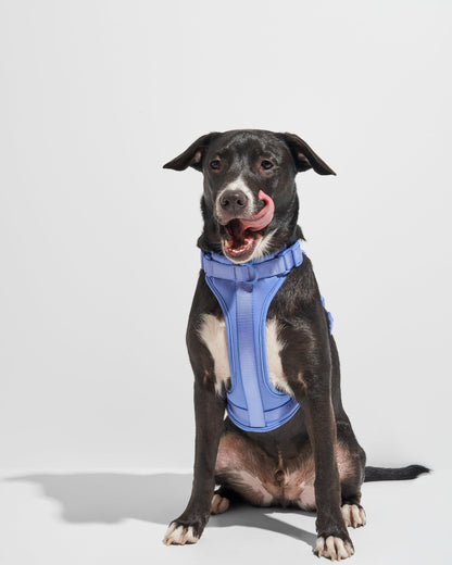 Cushioned Dog Harness