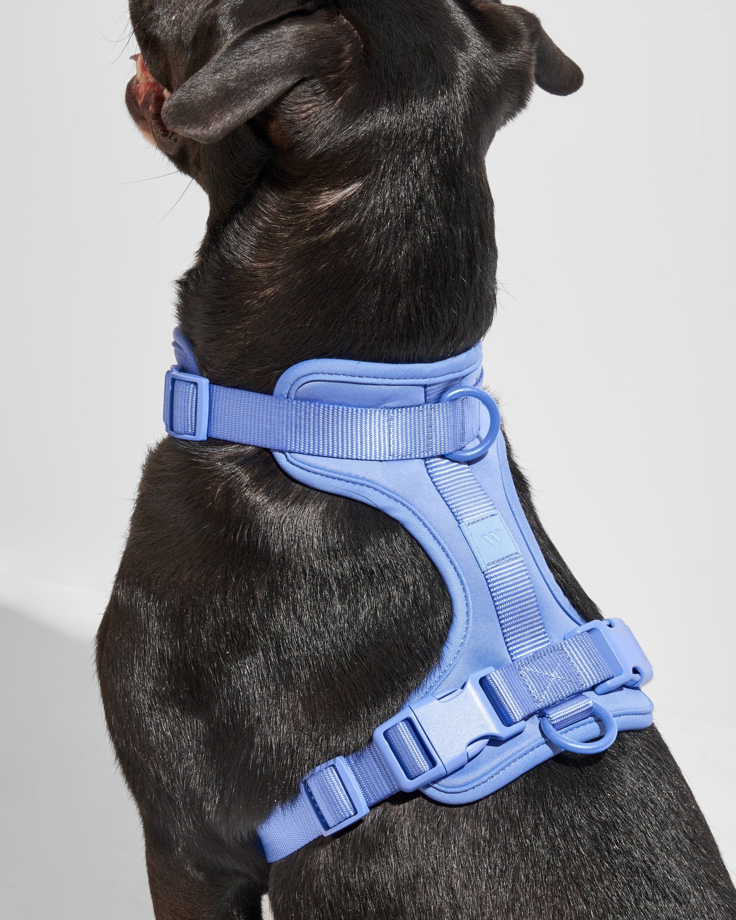 Cushioned Dog Harness