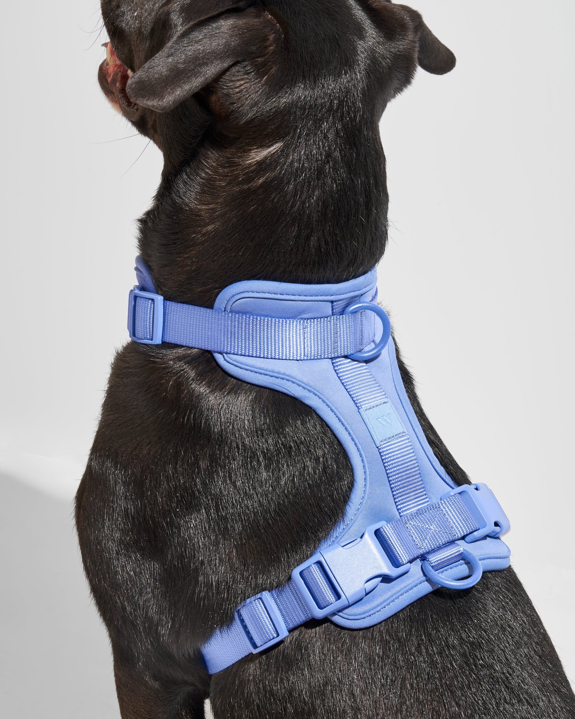 Cushioned Dog Harness