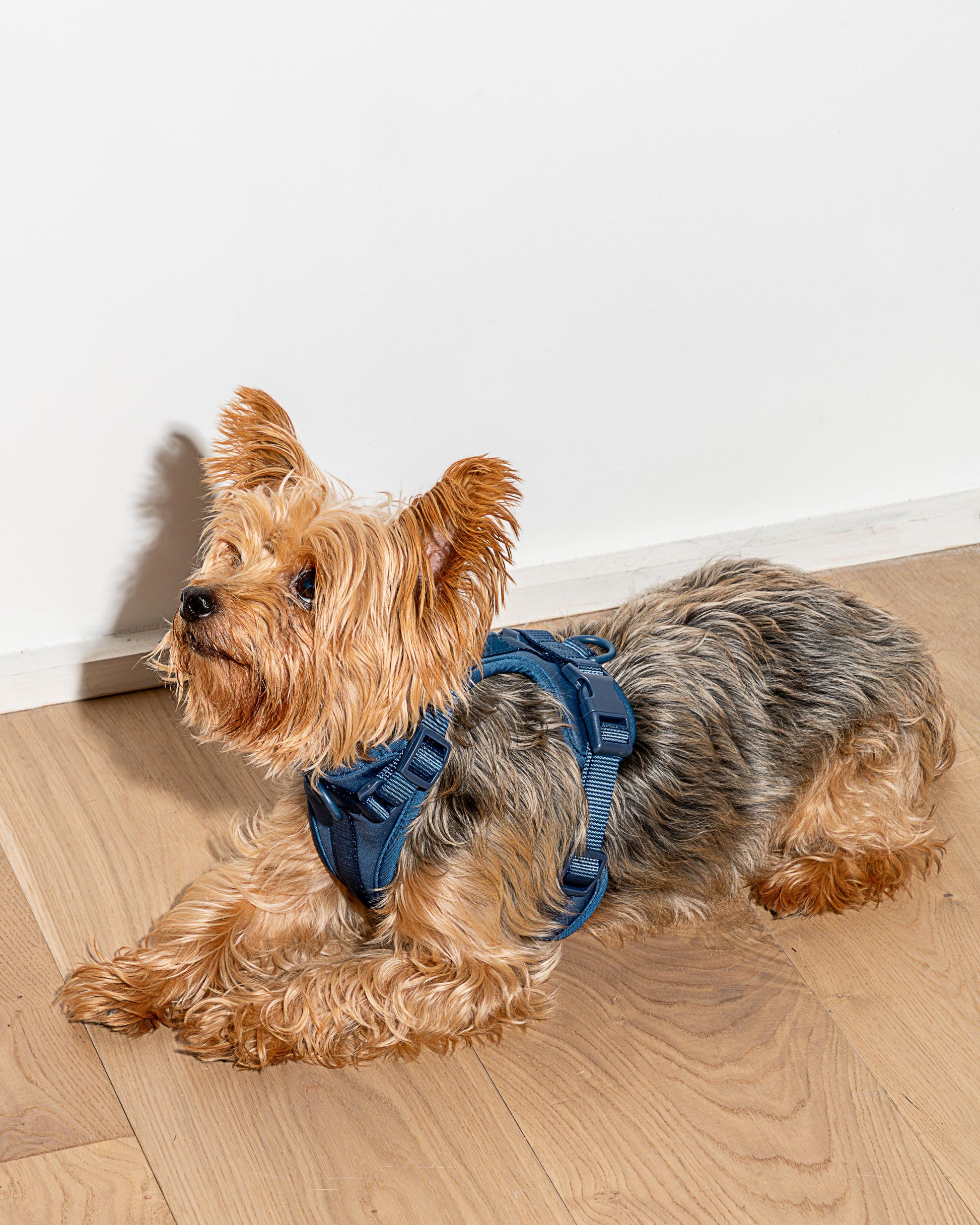 Cushioned Dog Harness