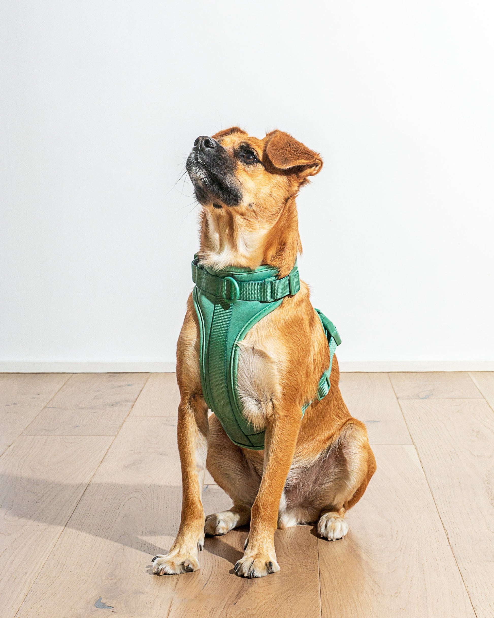 Cushioned Dog Harness