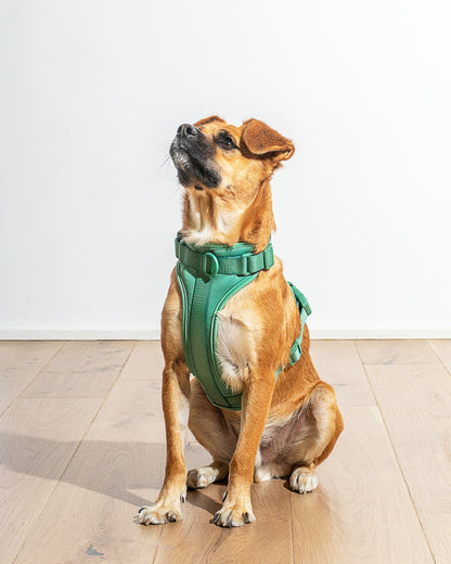Cushioned Dog Harness