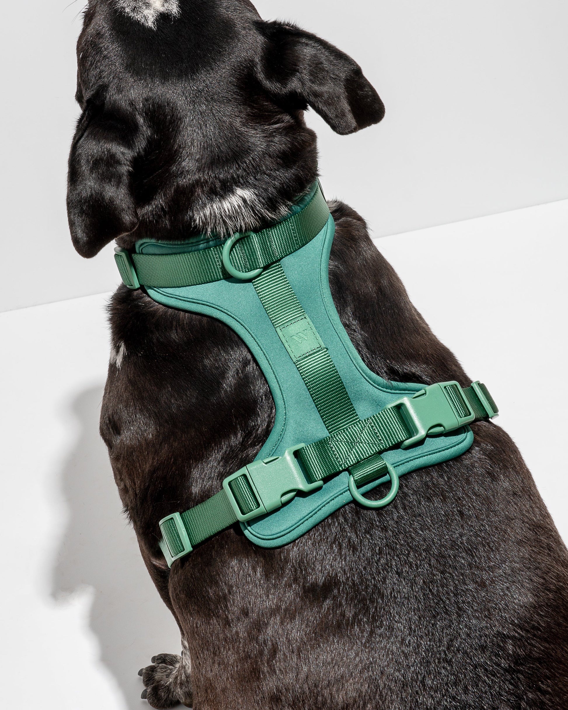 Cushioned Dog Harness