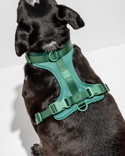 Cushioned Dog Harness