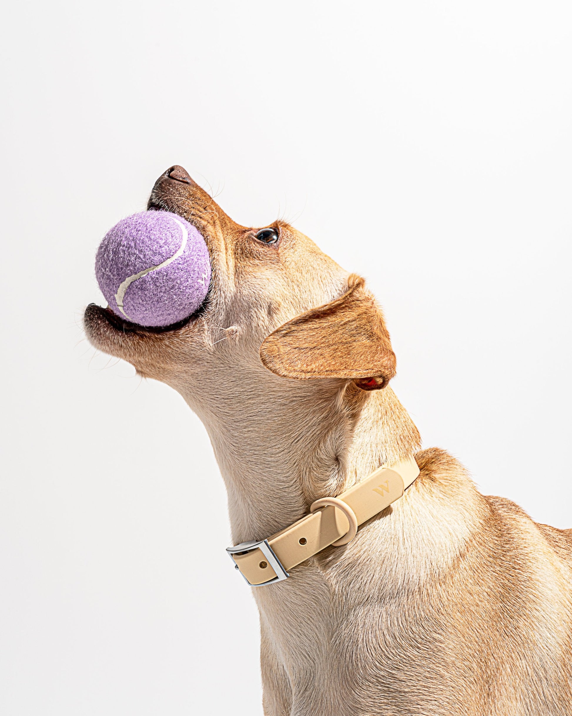 Tennis Balls 4-Pack