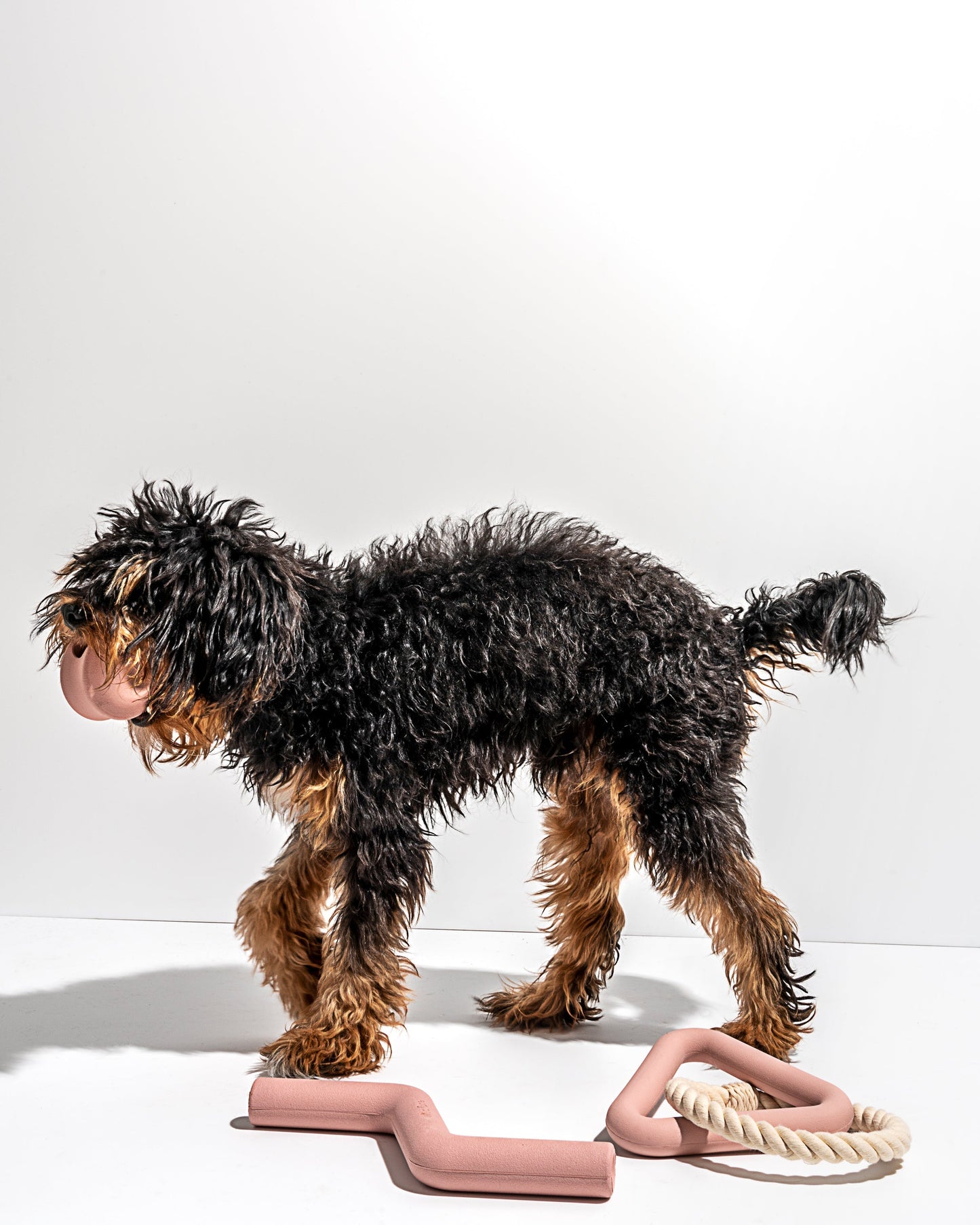 Dog Toy Kit
