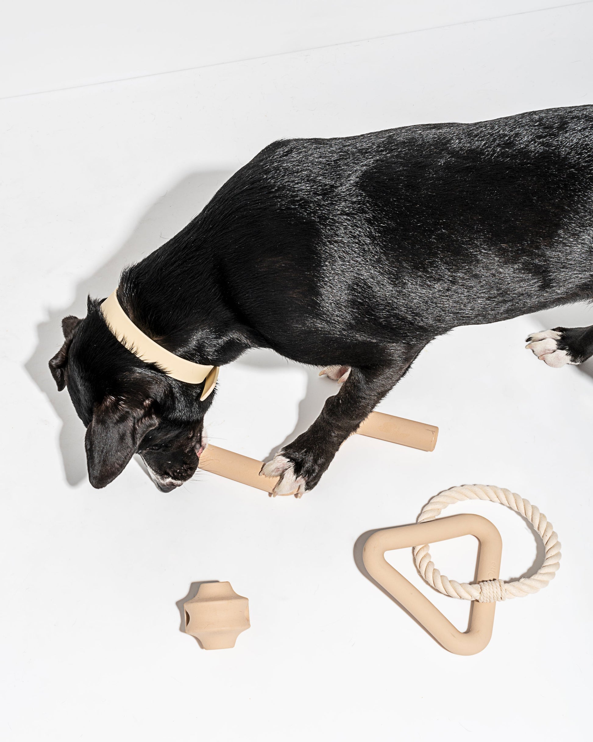 Dog Toy Kit