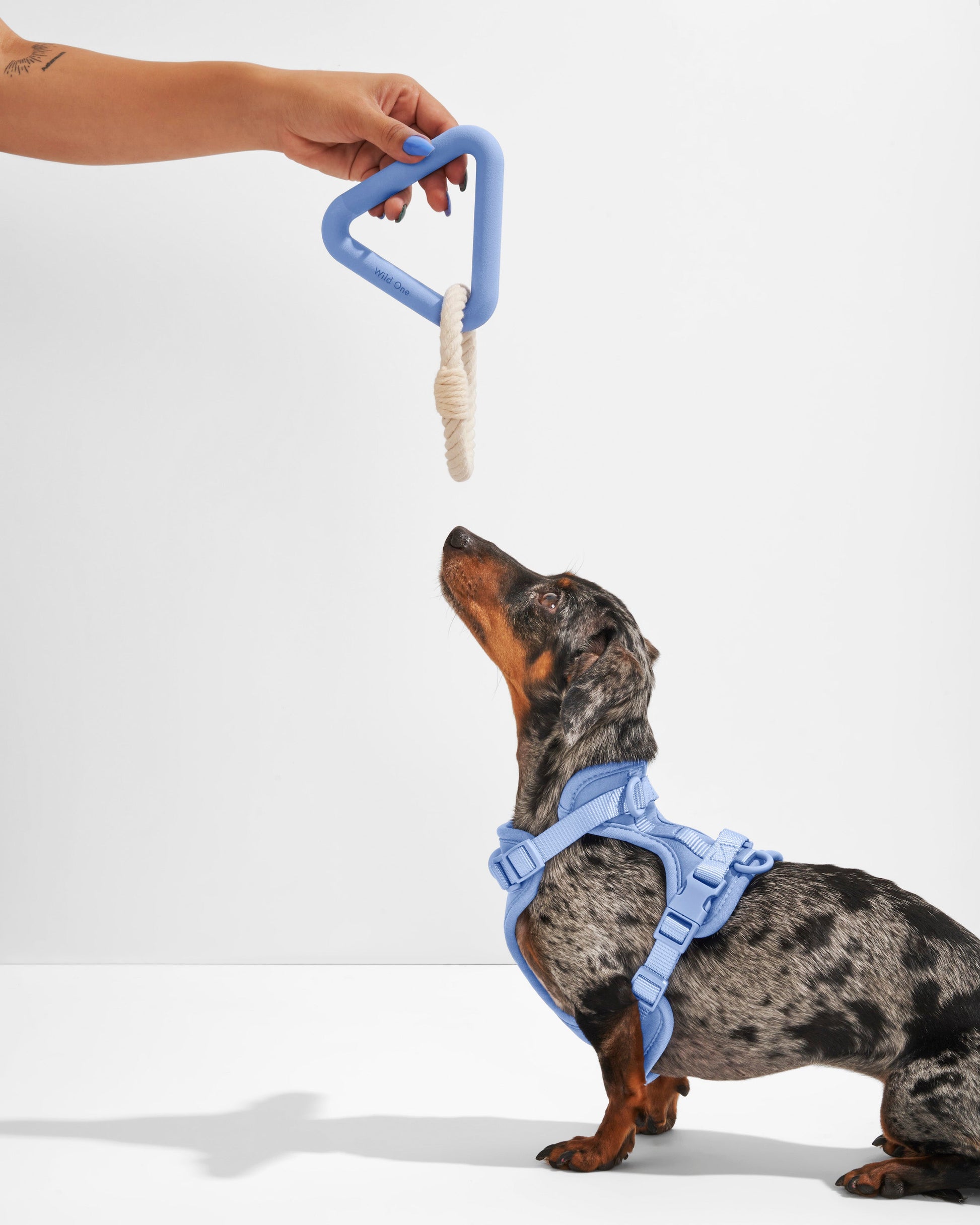 Dog Toy Kit
