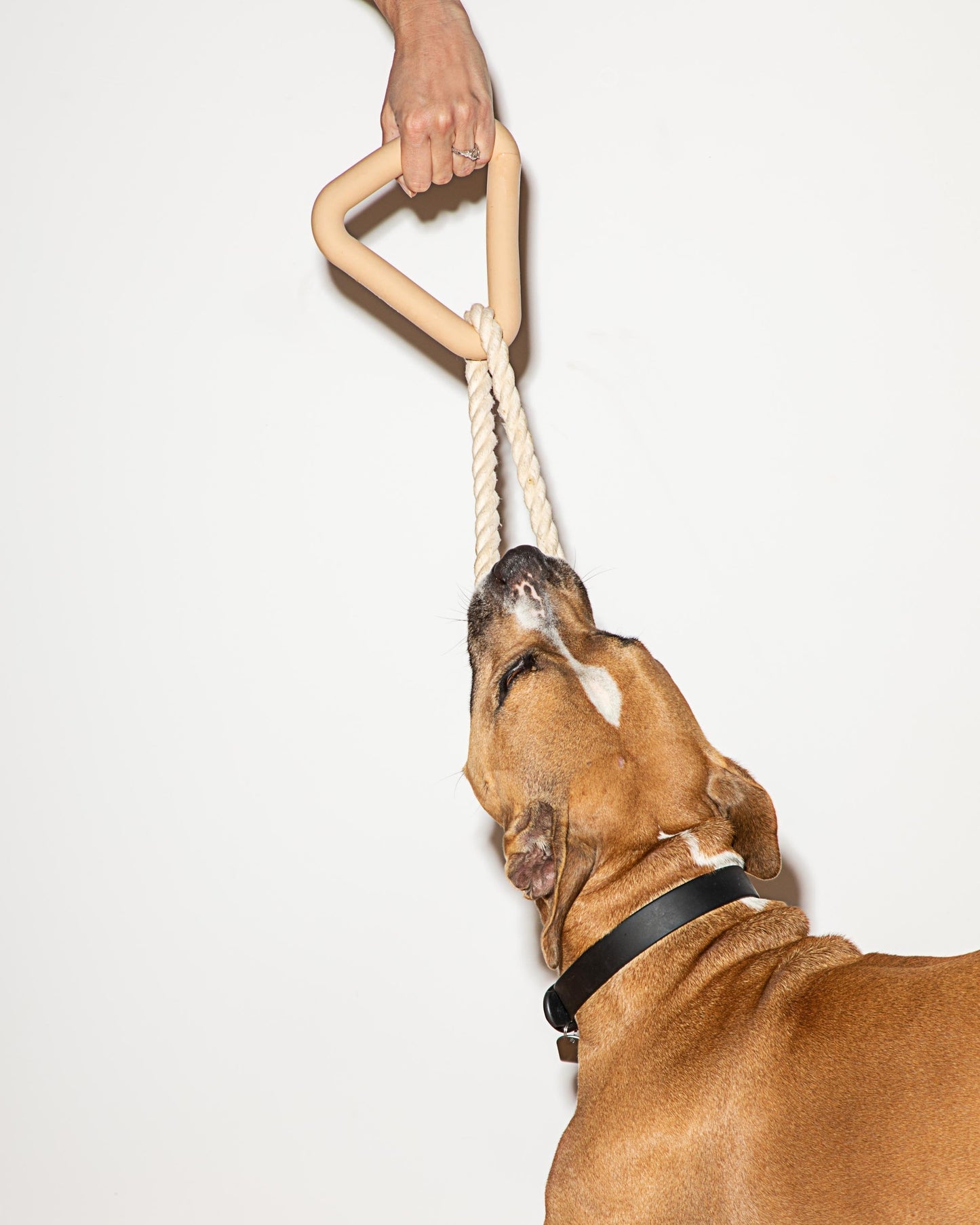 Dog Toy Kit