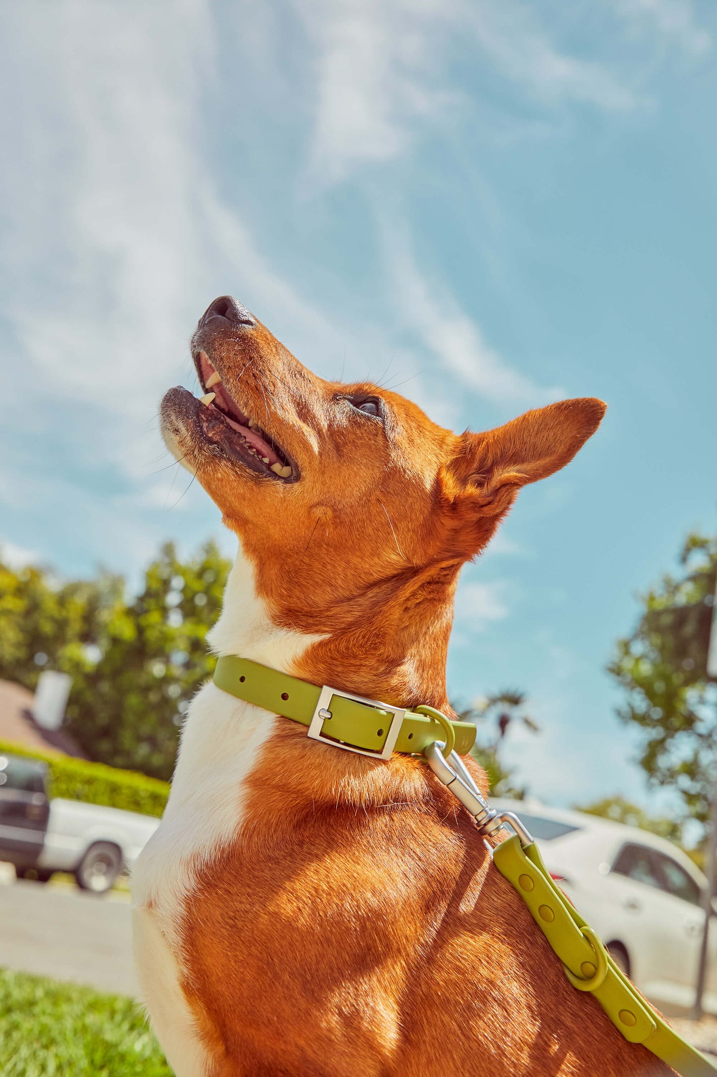 Waterproof Dog Collar