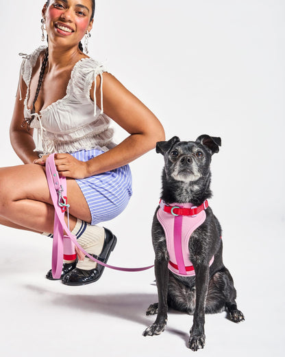 Cushioned Dog Harness