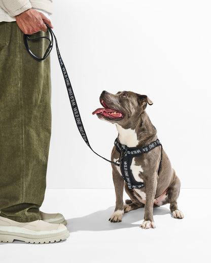 Lightweight Dog Leash