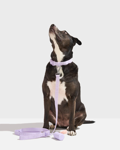 Quick-Release Dog Collar