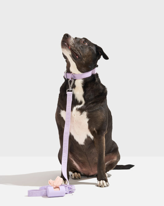 Waterproof Collar + Lightweight Leash Walk Kit