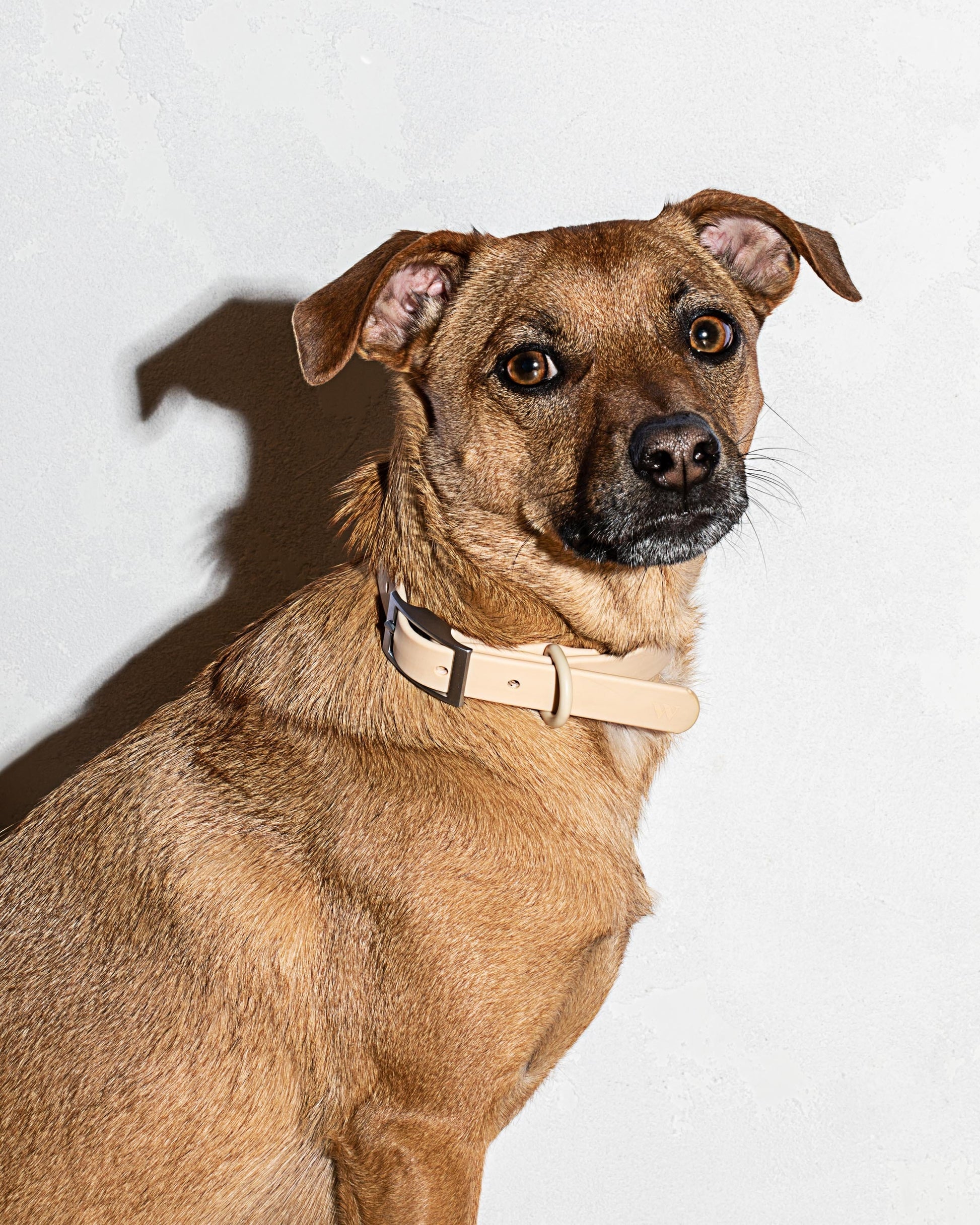 Waterproof Dog Collar