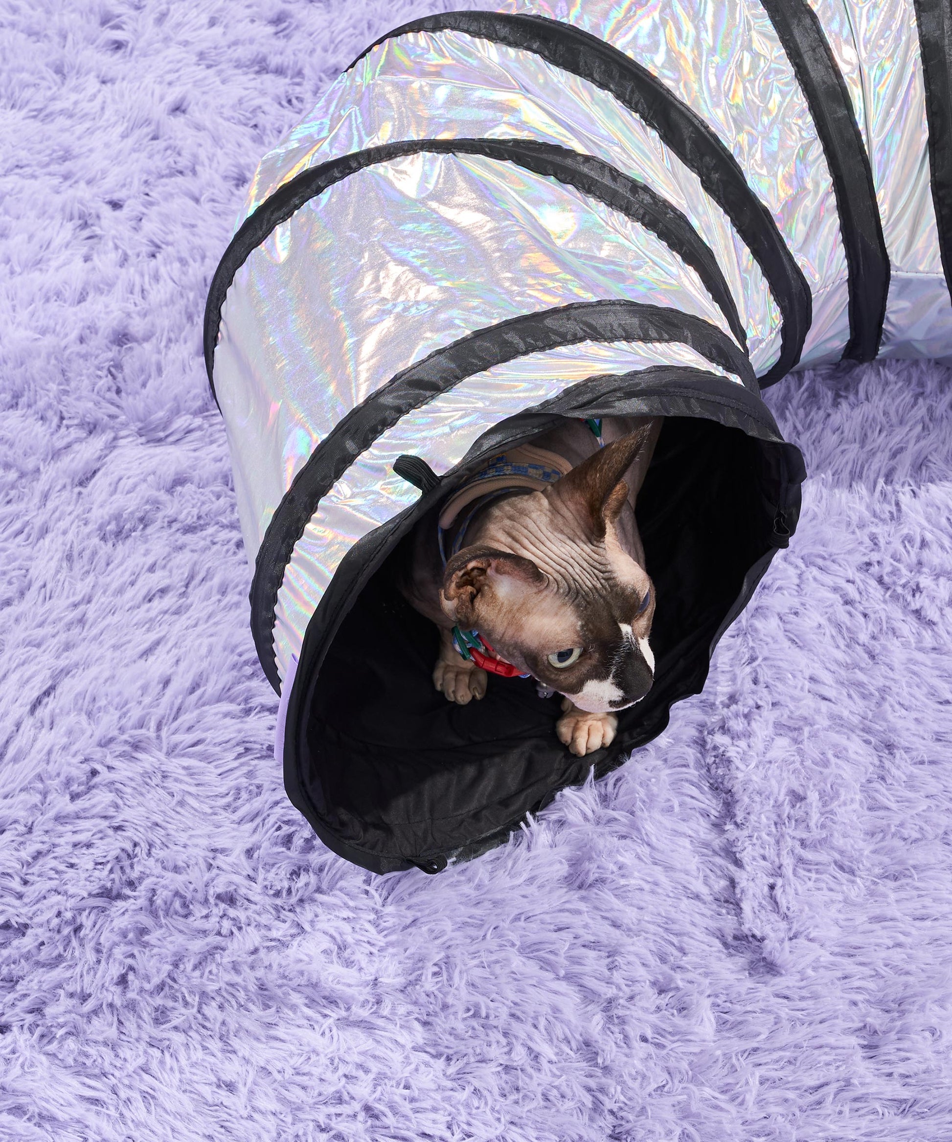 Cat Tunnel
