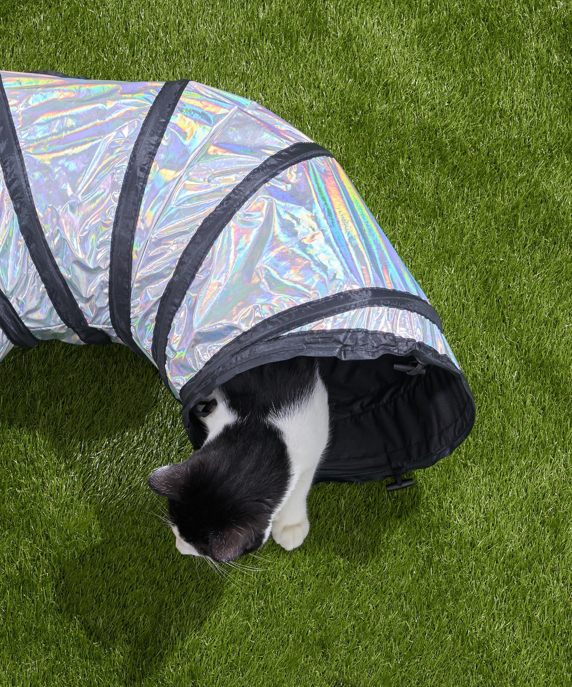 Cat Tunnel
